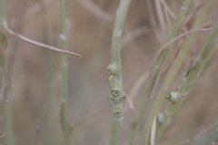 Rhopalomyia chrysothamni