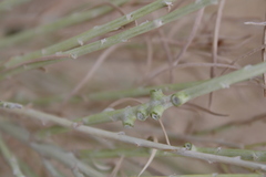 Rhopalomyia chrysothamni