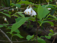Halesia