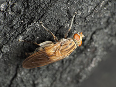Brachyopa vacua