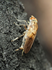 Brachyopa vacua