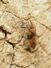 Brachyopa vacua