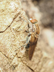 Brachyopa vacua