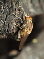 Brachyopa vacua