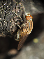 Brachyopa vacua