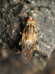 Brachyopa vacua