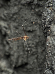 Neolimonia rara
