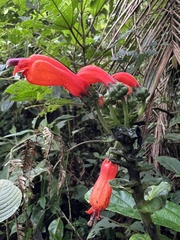 Centropogon vaughianus