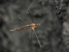 Neolimonia rara