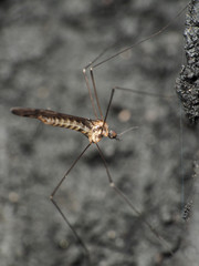 Neolimonia rara