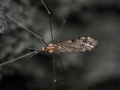 Neolimonia rara