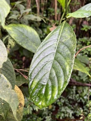 Centropogon vaughianus