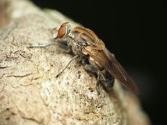 Brachyopa vacua