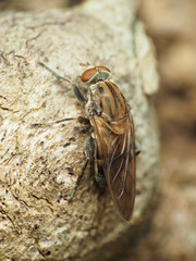 Brachyopa vacua