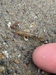 Betaeopsis aequimanus