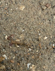 Betaeopsis aequimanus