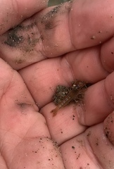 Betaeopsis aequimanus