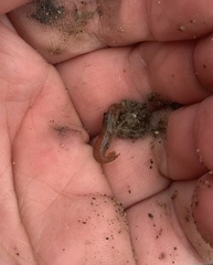 Betaeopsis aequimanus