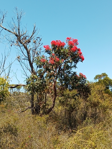 Corymbia ficifolia