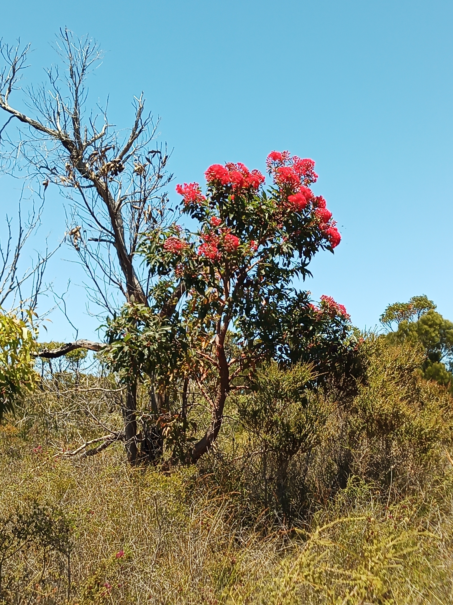 Floral Friday : red flowering gum – nowathome
