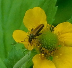 Oedemera femorata