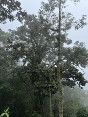 Guarea kunthiana