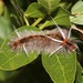 Florida Tussock Moth - Photo (c) Laura Gaudette, some rights reserved (CC BY), uploaded by Laura Gaudette