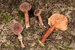 Lactarius neotabidus
