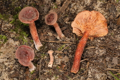 Lactarius neotabidus