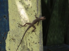 Anolis
