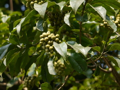 Pittosporum wightii