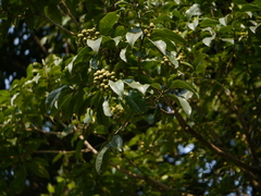 Pittosporum wightii
