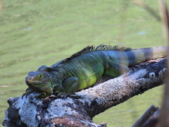 Iguana iguana