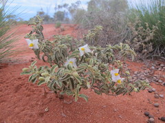 Solanum coactiliferum