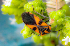 Spilostethus pacificus