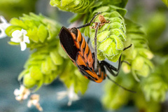 Spilostethus pacificus