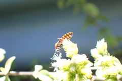 Spilostethus pacificus