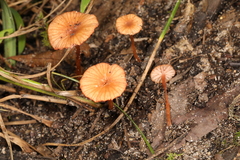 Laccaria ohiensis