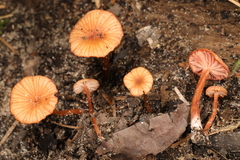 Laccaria ohiensis