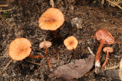 Laccaria ohiensis