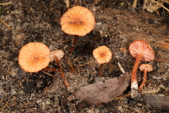 Laccaria ohiensis