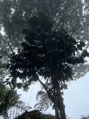 Guarea kunthiana