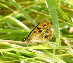 Heteronympha cordace