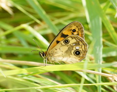 Heteronympha cordace
