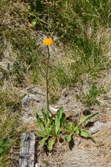 Craspedia aurantia jamesii