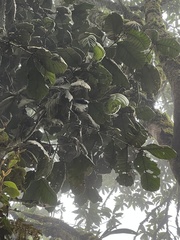 Guarea kunthiana