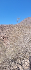 Cordia decandra