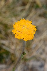 Craspedia aurantia jamesii