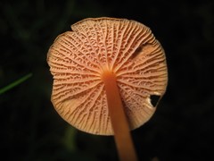 Marasmius cladophyllus