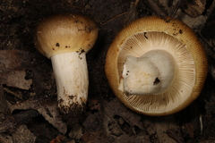 Russula amerorecondita